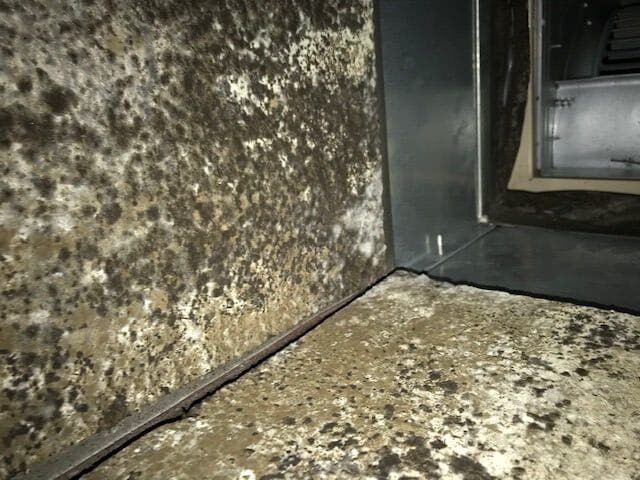 Expert Mold Remediation Services in Rockville, MD